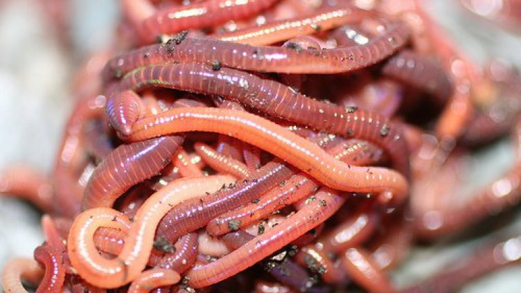 Червеи плъзнаха в питейна вода