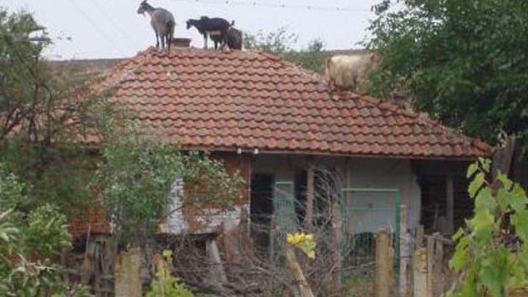 Кози - "еквилибристи" рушат покриви