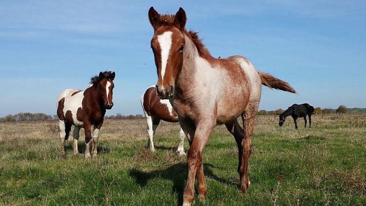 Умъртвиха 6 безстопанствени коня край Ловеч