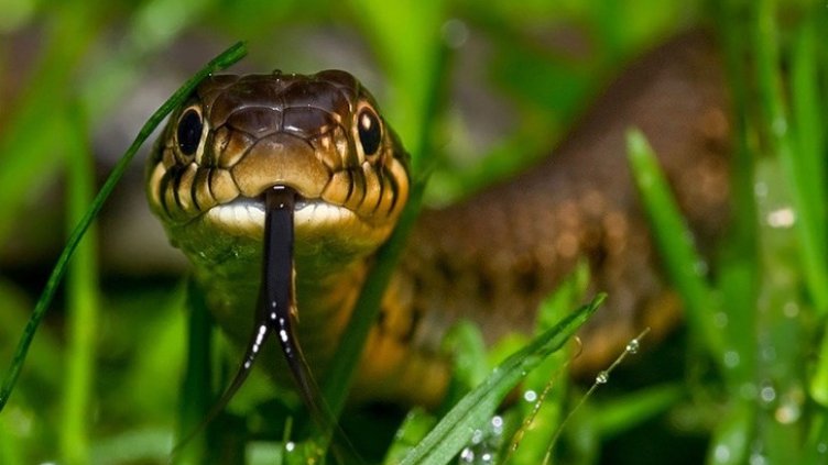 В Търновско – през гората, по пътечка, изпод камък... змия захапа дете