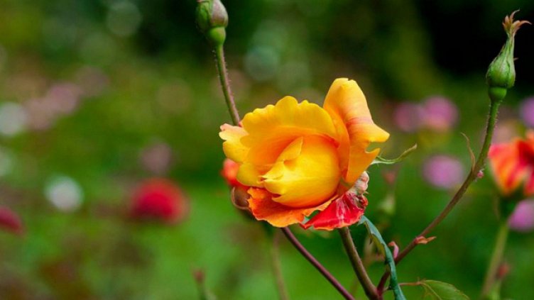 Снимка Ели Маринова, архив