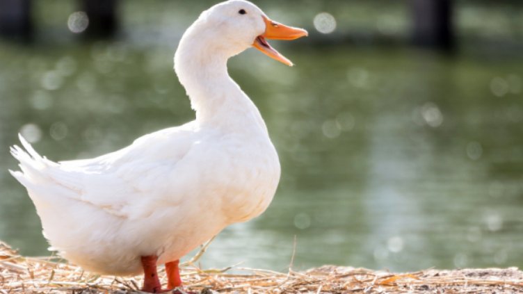 Огнище на птичи грип откриха в хасковско село
