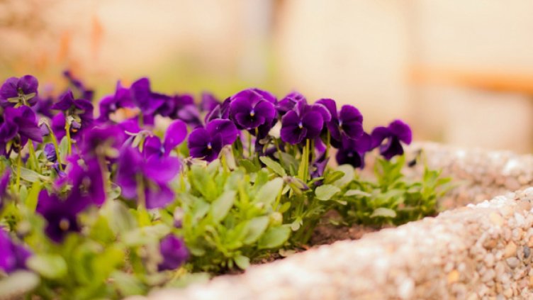 По тъмно заловиха възрастна крадла на цветя във Варна