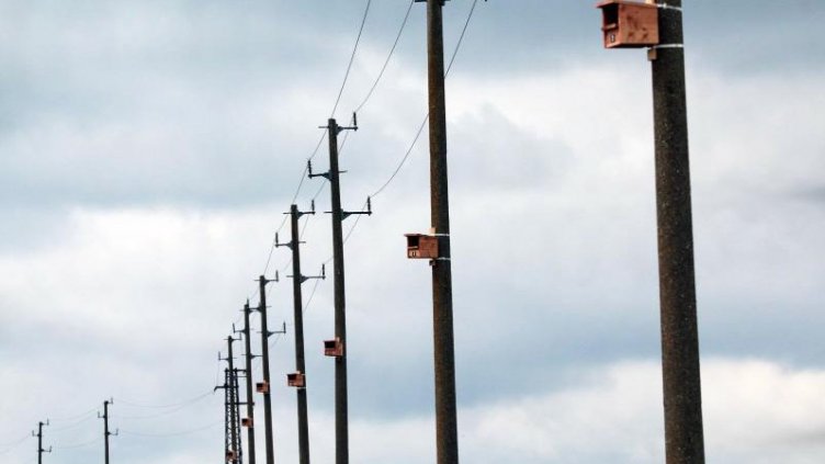 Енергото сложи гнездилки за застрашени птици по стълбовете в Северна България