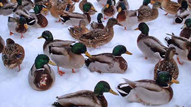 Призовават за подаване сигнали за болни и мъртви птици