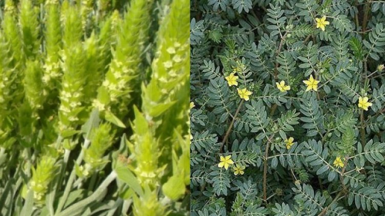 Мурсалски чай и бабини зъби