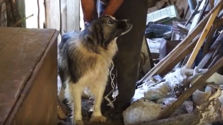 Овчарско куче оживя след люта битка с мечка. Сблъсъкът – в Смолянско!