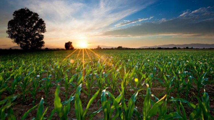 Роботизирана ферма за първи път отгледа култури без човешко участие