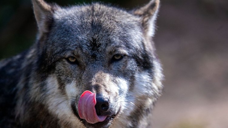 За първи път от 30 г. забелязаха вълк в околностите на Париж