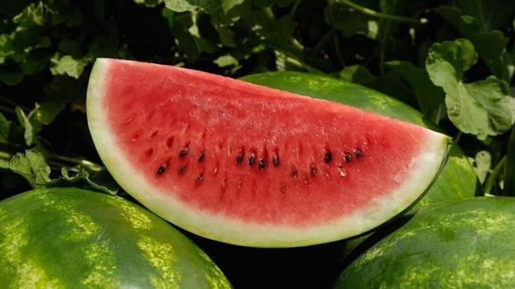 3 август е Световният ден на динята