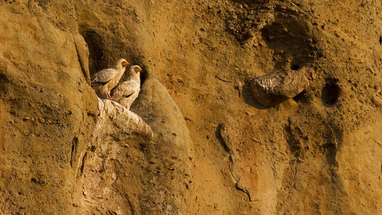 Излюпи се рожбата египетски лешояди от Провадия (ВИДЕО)