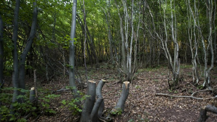Директорът на Изпълнителната агенция по горите подава оставка