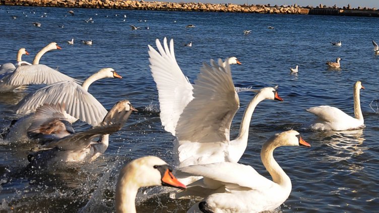 Снимка Пламен Гутинов