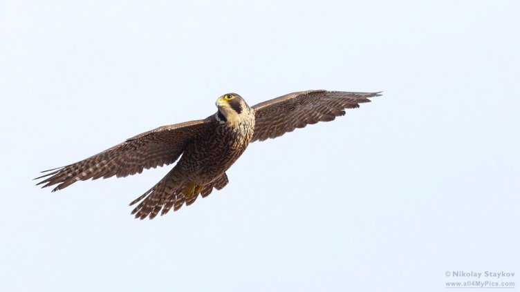 Най-бързата птица в света се намира във варненския зоопарк