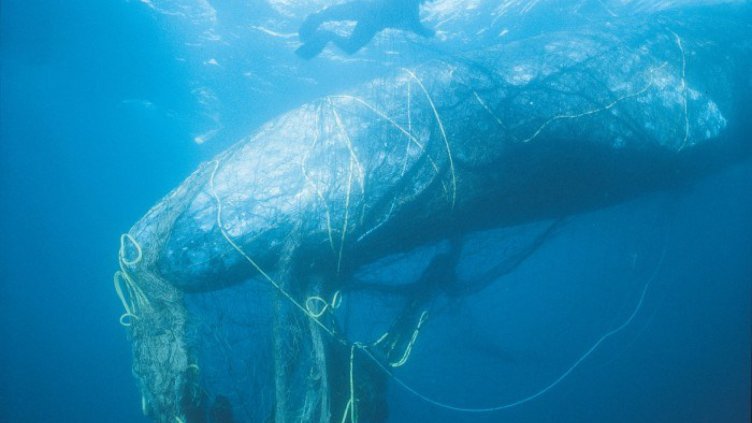 115 чаши, 4 бутилки, 25 торбички – вечерята на един кит  