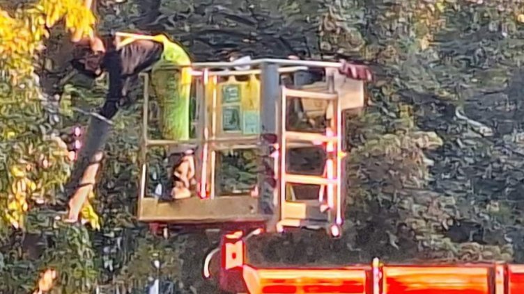 Започна резитба на клони по линиите на градския транспорт във Варна