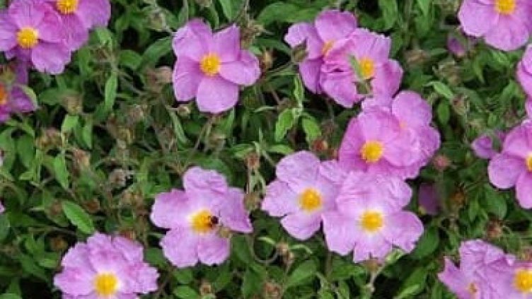 Ново 20: Екстракт от скална роза убива COVID за секунди