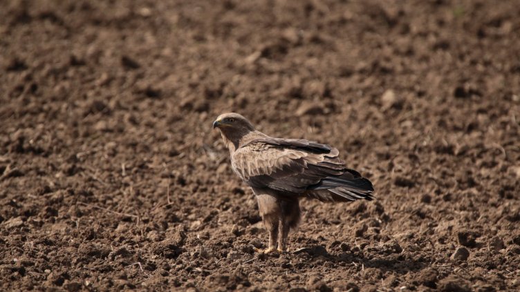 Откриха 37 нови гнезда на малък креслив орел у нас