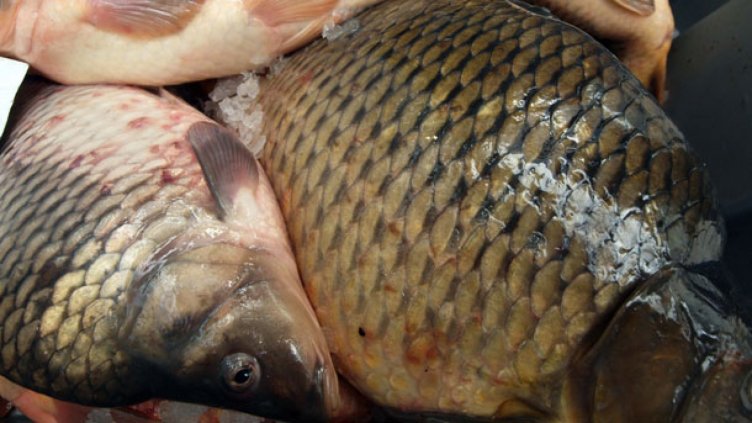 Рибата в яз. "Черногорово" е измряла заради липса на кислород