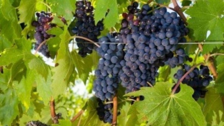 Лозарите от Пиринско стискат палци за добра реколта