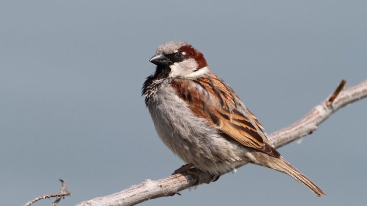 3556 врабчета преброиха в България през 2023 г.