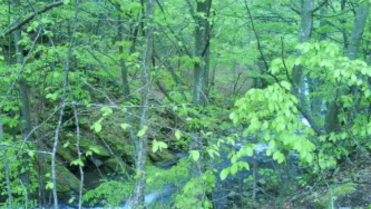 Задължителен електронен билет от днес за собствениците на общински и частни гори