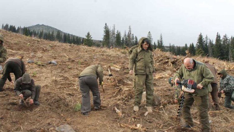 Над 2000 фиданки засадиха на ”Меча поляна” на Витоша