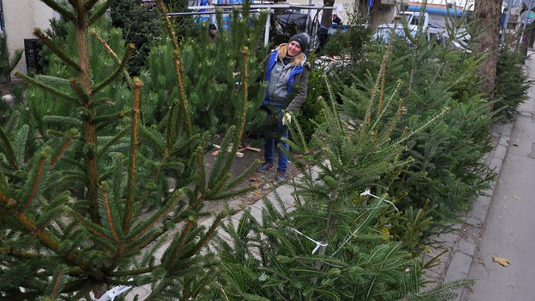 Снимка Пламен Гутинов