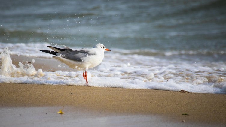 Снимка: Pixabay/ Flamma_Vlavius