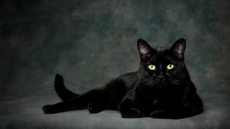 Каква порода котка сте според зодията