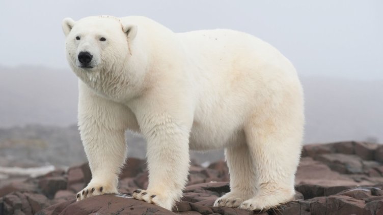 Въвеждат правила при срещи с бели мечки в Арктика