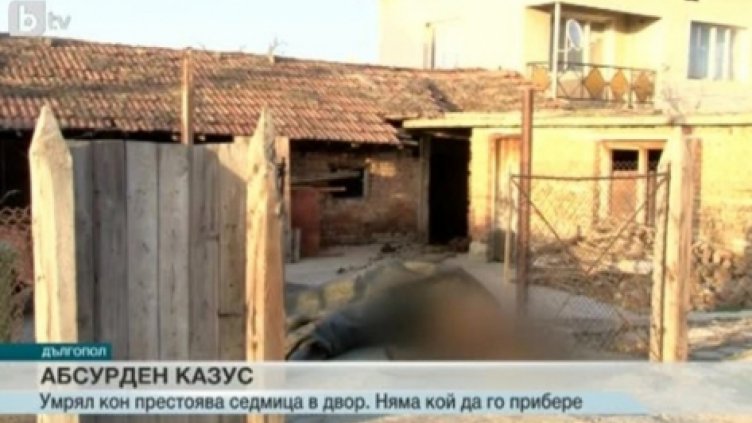 BG абсурд: Мъртъв кон стои седмица в двор във Варненско