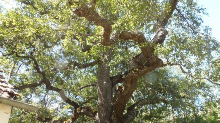 Виц на деня - 7 август