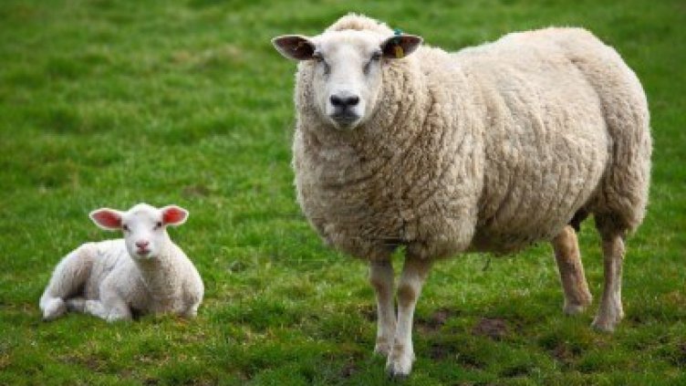 И втората проба за антракс от починалата жена е положителна