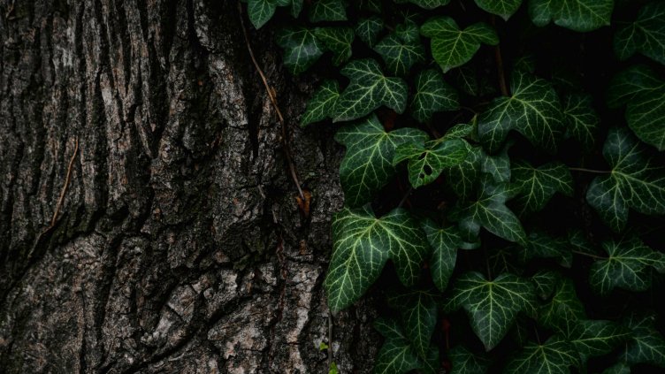 Снимка: Pixabay/Pexels