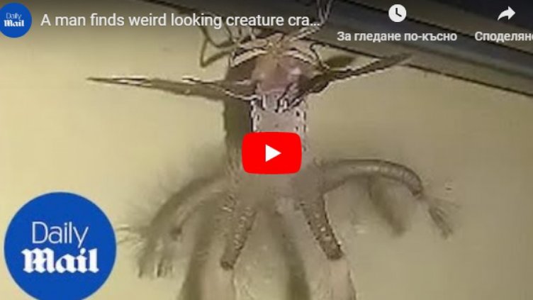 Странно същество с крила и пипала заснето на Бали (16+)