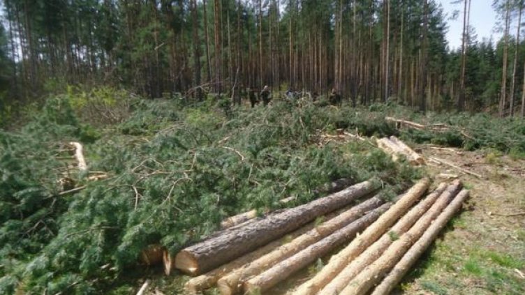 Граждани скочиха срещу изсичането на борова гора край Варна