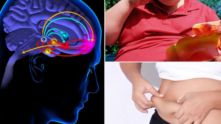 Чип в мозъка ни спира да мислим за храна