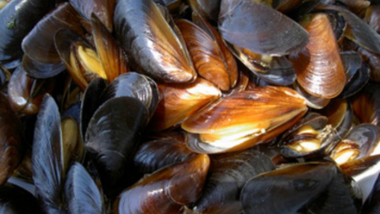 Намаляват запасите на черни миди и рапани в Черно море
