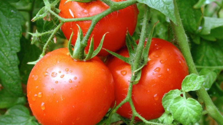 Доматите поскъпнаха с 25%