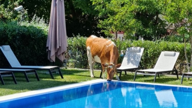 На водопой в хотела: Крави пият вода от басейните в Слънчев бряг (СНИМКИ)