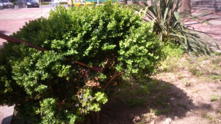 Американска пеперуда мори българския чемшир