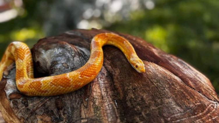 Спасителният център към Зоопарк Варна се сдоби с екзотична змия