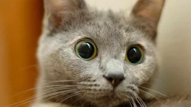Днес е Международният ден на котките