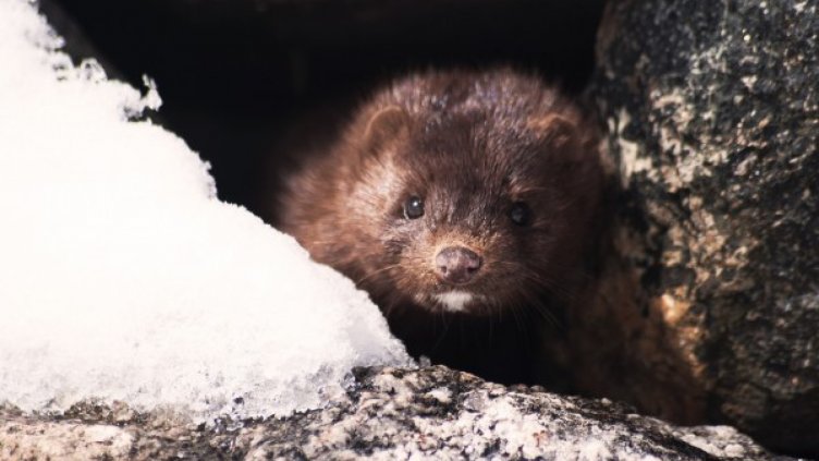 В Старозагорско пропищяха от норки