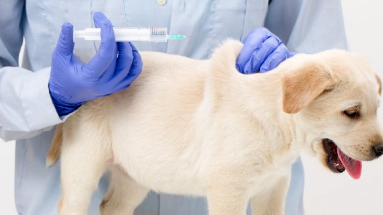  В Русия произведоха ваксина срещу COVID-19 за животни