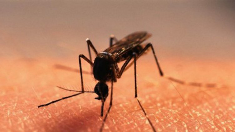 Първи случай на нилска треска в България