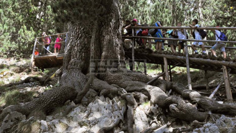 Изронва се почвата и се оголва кореновата система около Байкушевата мура