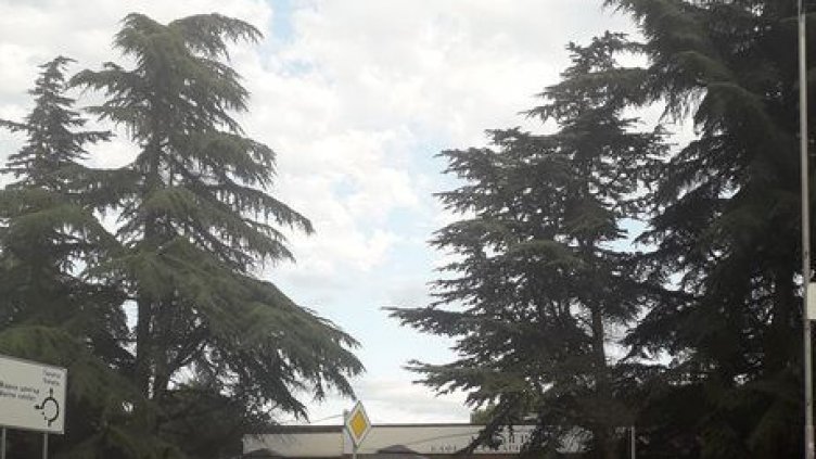 Аспаруховци излизат на протест срещу изсичане на дървета