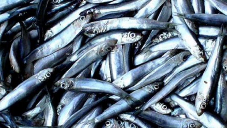 Започват засилени проверки за продажбата на риба преди Никулден